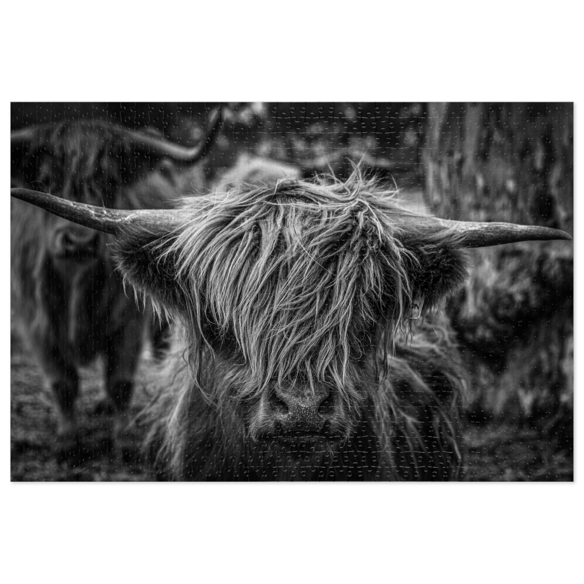 Scottish Highland Cattle Puzzle with Tin B&W