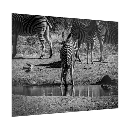 Rolled Posters - Zebra at Waterhole B&W