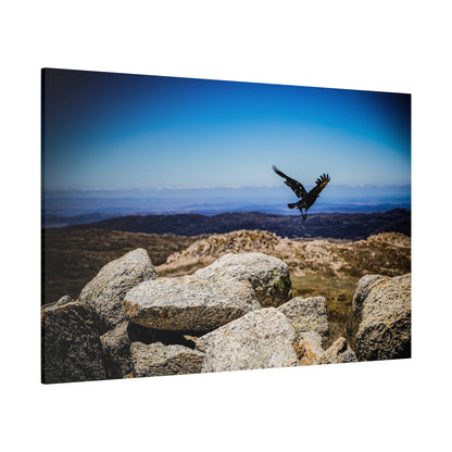 Little Raven Mt Kosciuszko Canvas Print