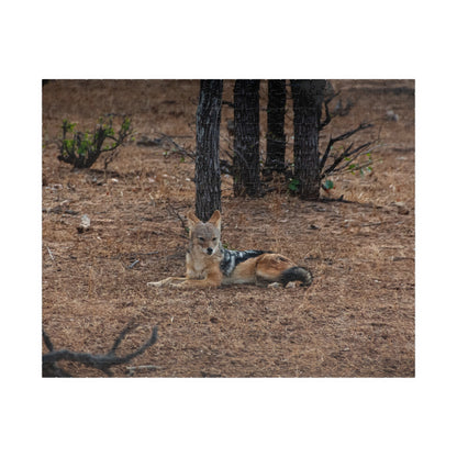 Jackal Photo Jigsaw Puzzle