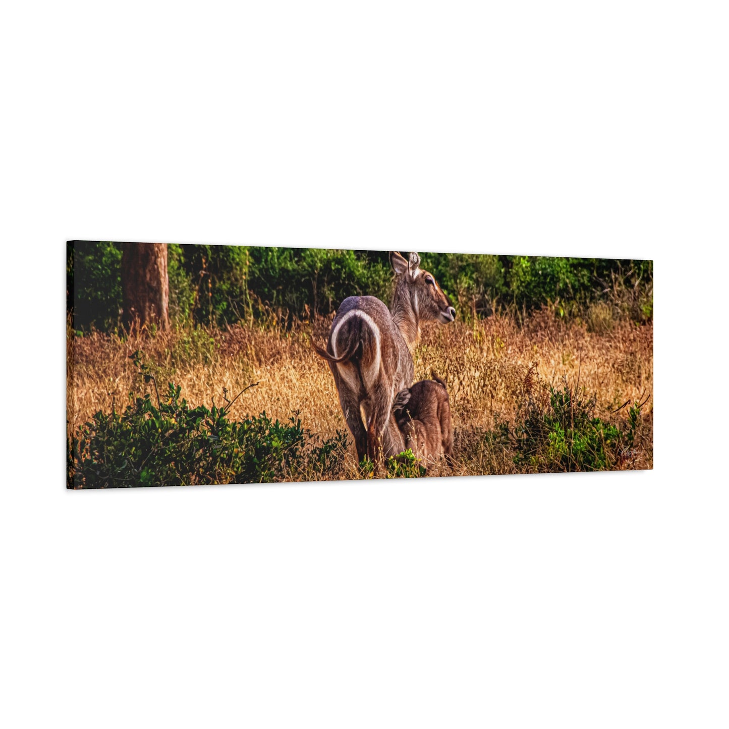 Waterbuck Nature Prints Matte Canvas