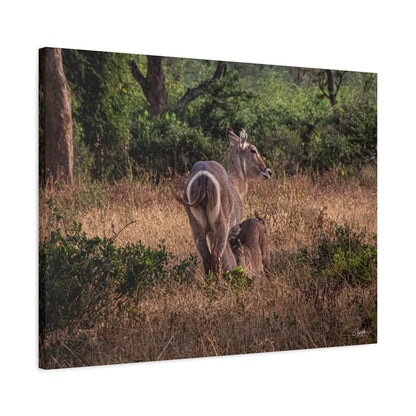 Matte Canvas, Stretched, 1.25" - Waterbuck and Baby