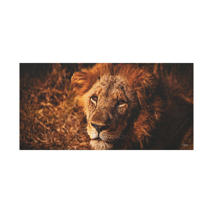 Old Lion Canvas Print 48″ x 24″ (Horizontal) 1.25"