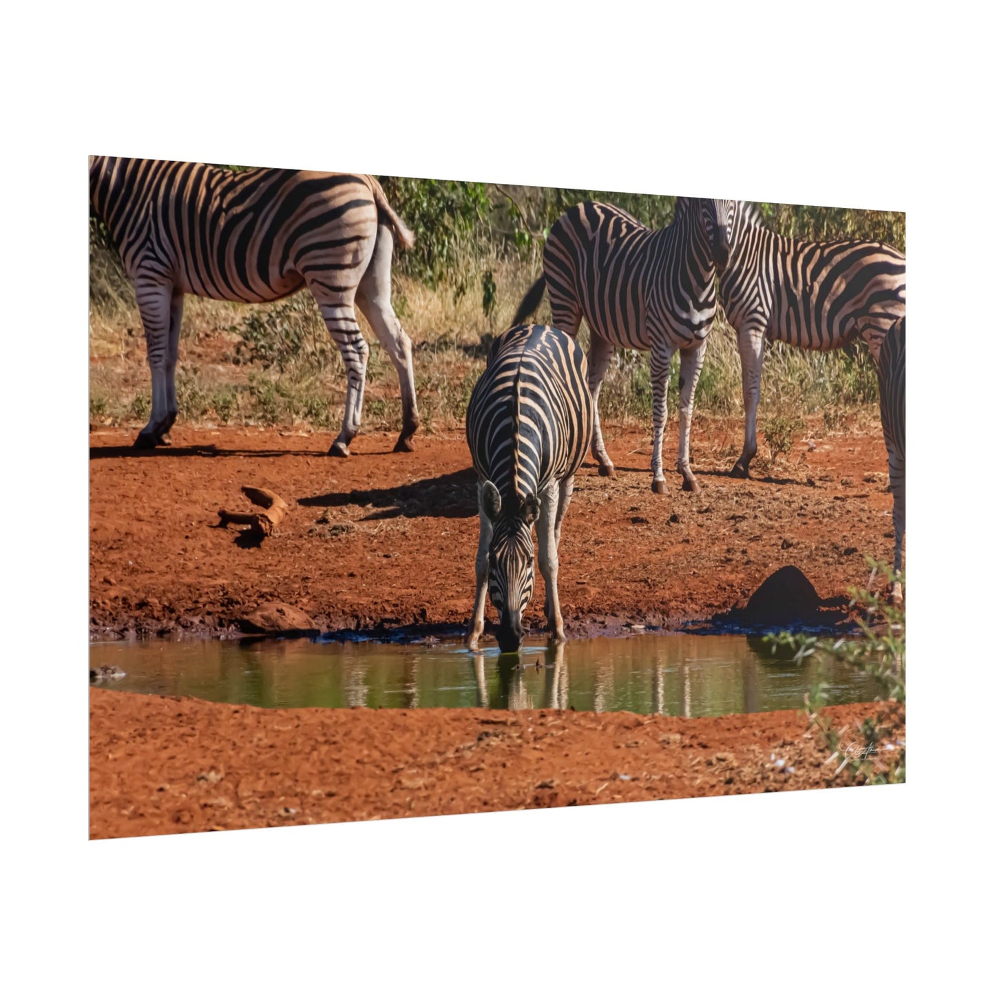 Rolled Posters - Zebra at Waterhole