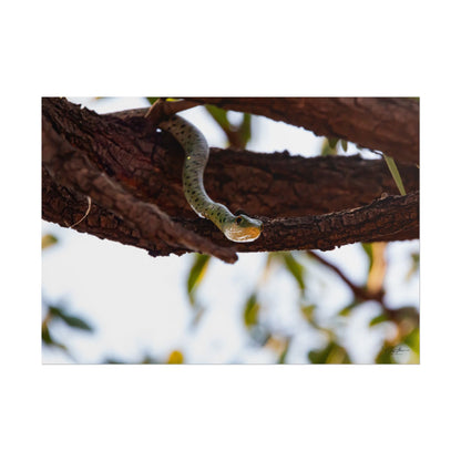 Rolled Posters - Spotted Bush Snake