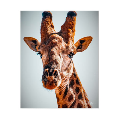 Portrait of Giraffe Poster 16" x 20" (Vertical) Semi Glossy