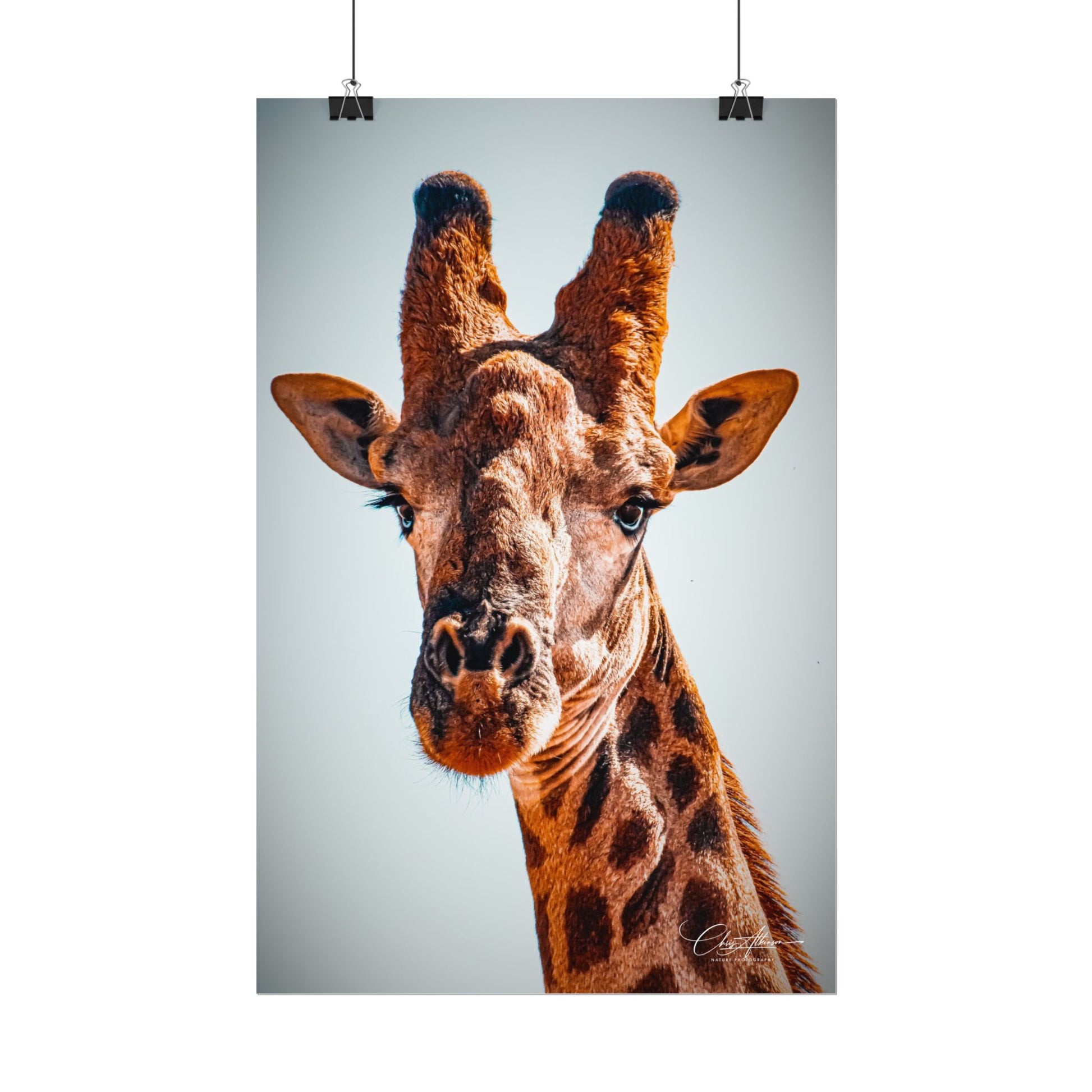 Portrait of Giraffe Poster