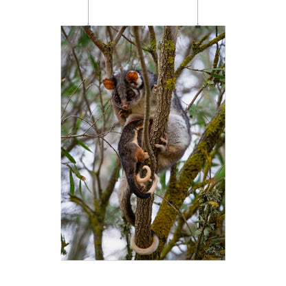 Rolled Posters - Possum and Joey