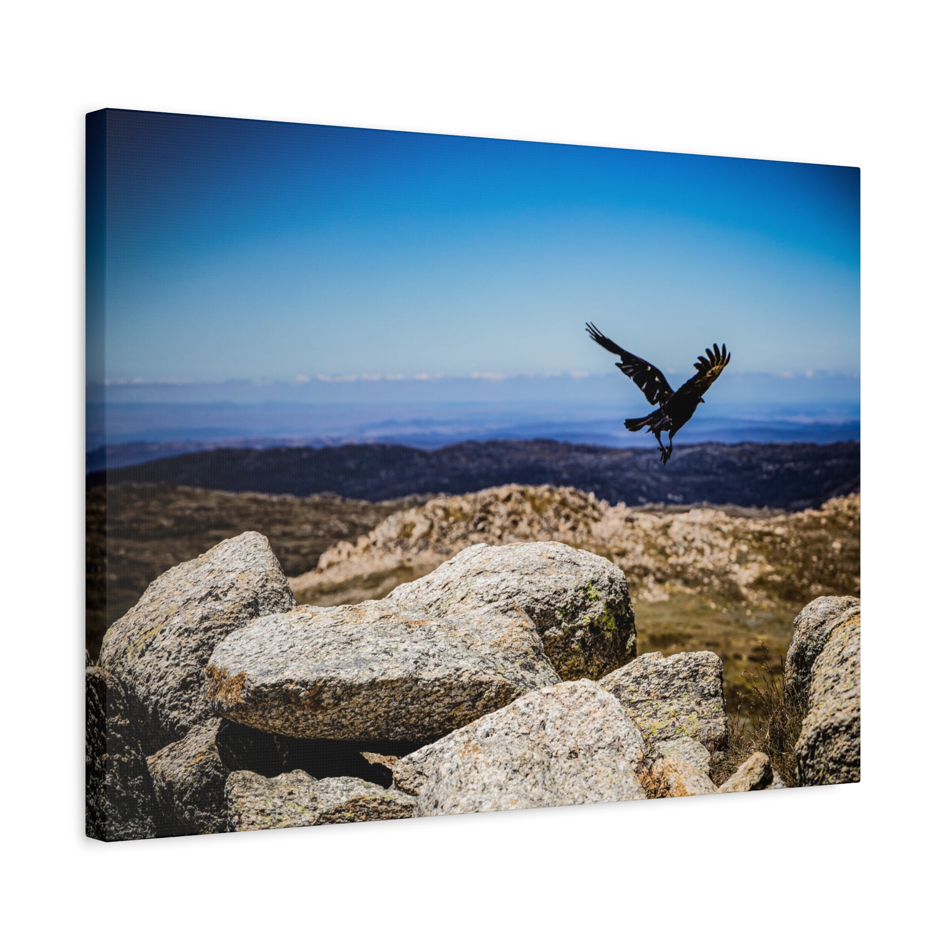 Little Raven Mt Kosciuszko Canvas Print