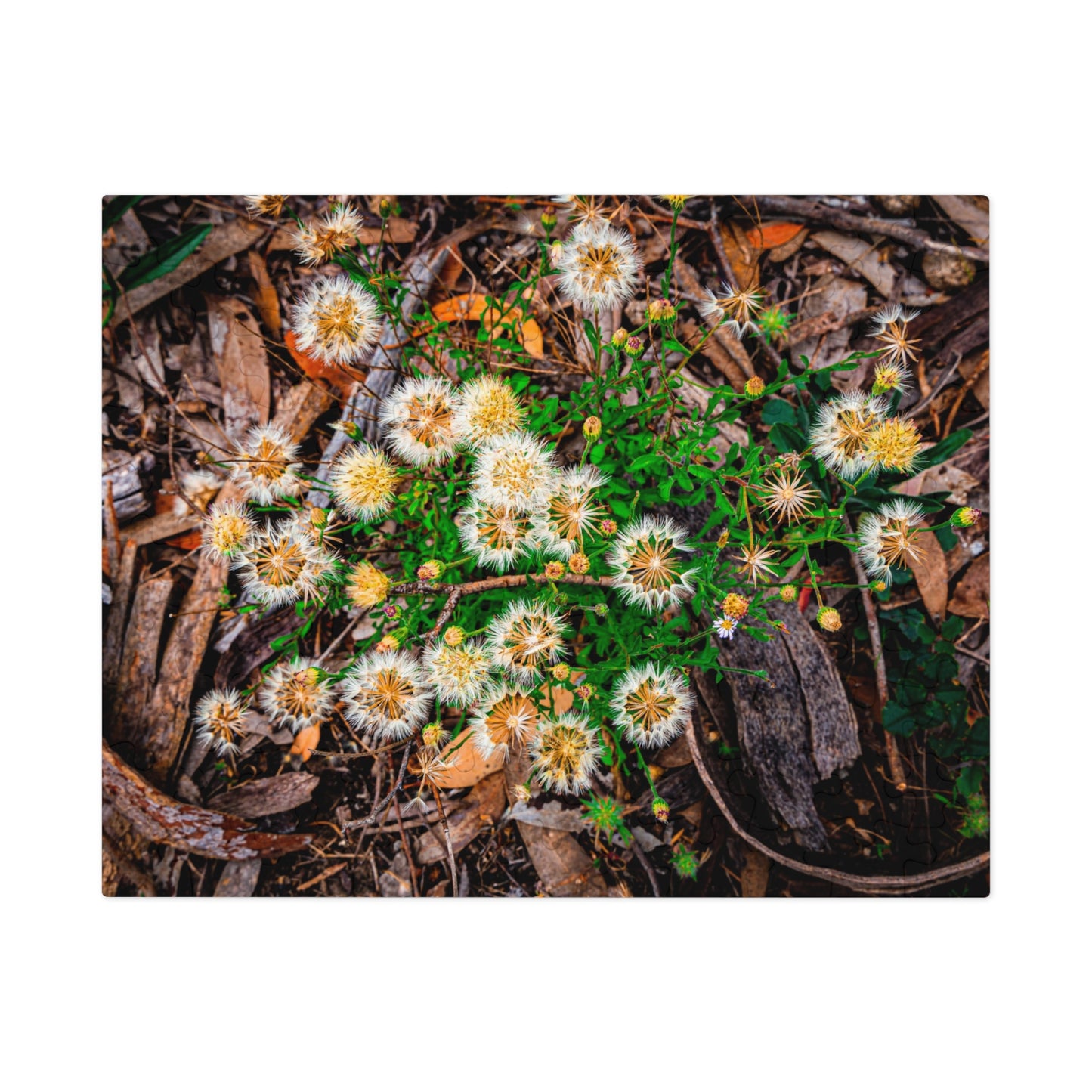 Australian Wildflower Jigsaw Puzzle 2000 piece 10" × 8" (110 pcs)