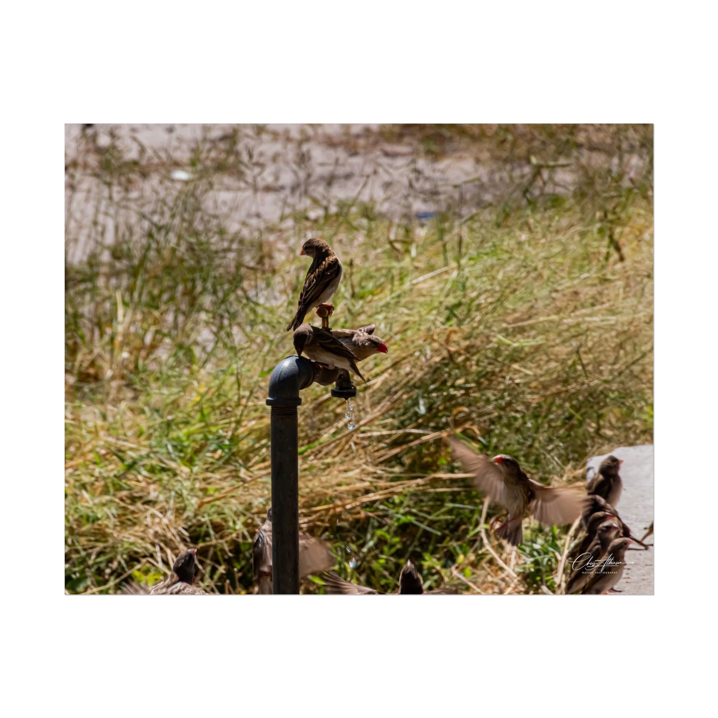 Rolled Posters - Birds and Dripping Tap