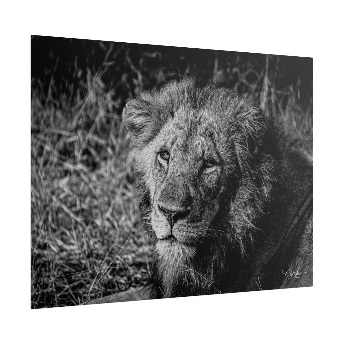 Rolled Posters - Old Lion B&W