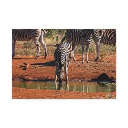 Matte Canvas, Stretched, 1.25" - Zebra at Waterhole