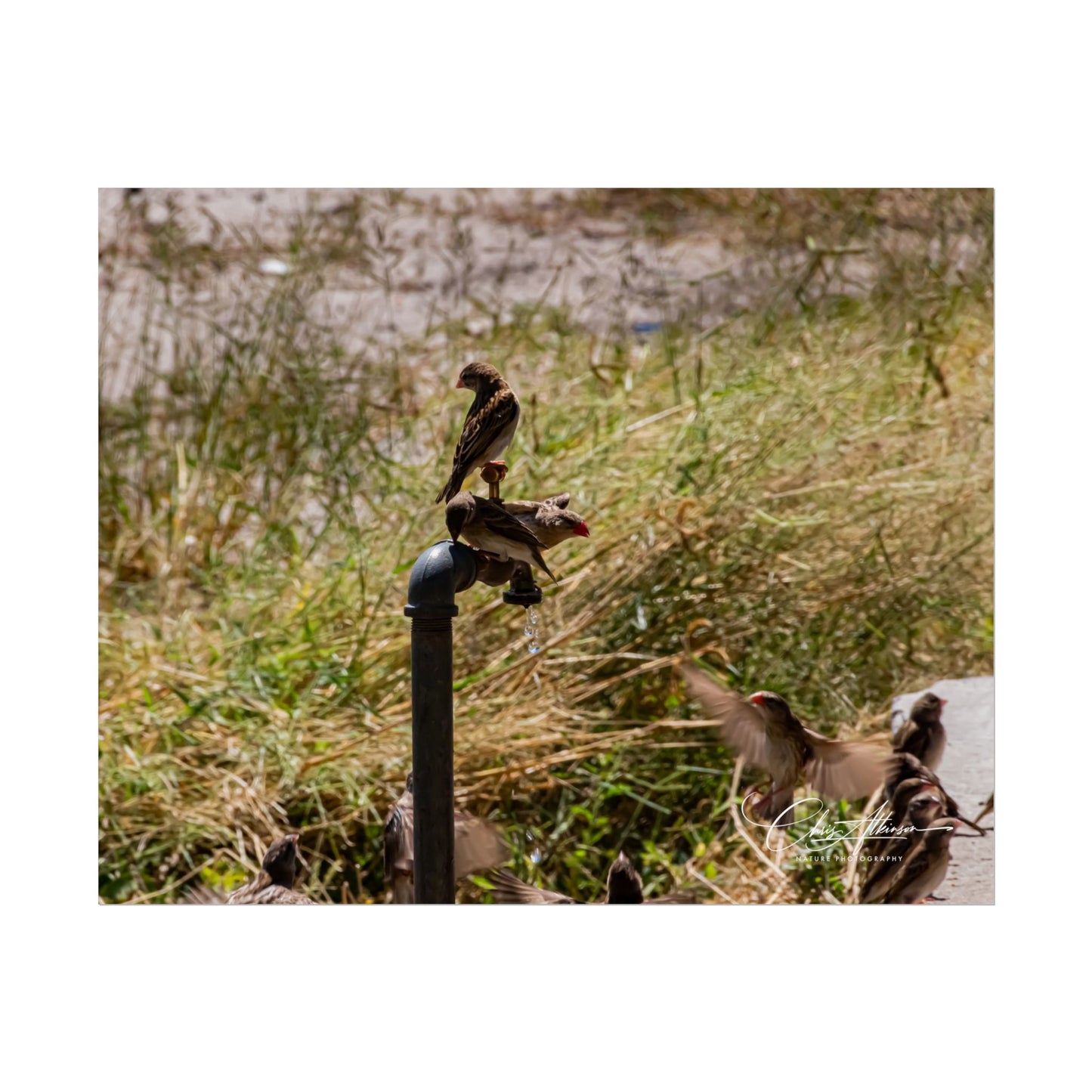 Rolled Posters - Birds and Dripping Tap