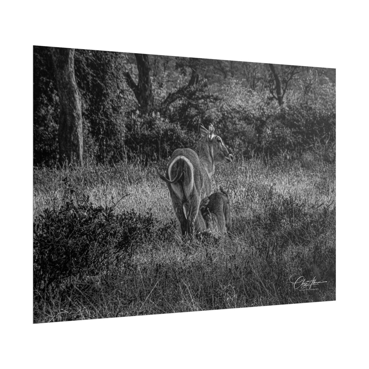 Waterbuck Baby Animal Posters B&W