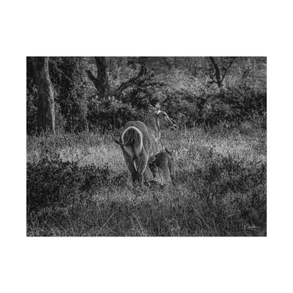 Waterbuck Baby Animal Posters B&W