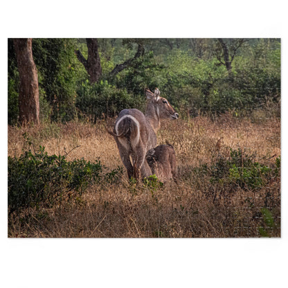 Jigsaw Puzzle (30, 110, 252, 500, 1000 Piece) - Waterbuck and Baby