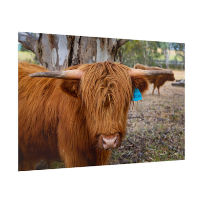 Rolled Posters - Scottish Highland Cattle