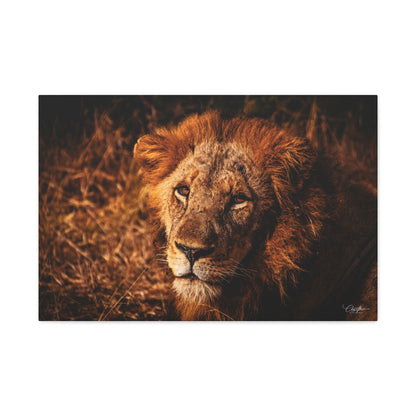 Old Lion Canvas Print 30″ x 20″ (Horizontal) 1.25"