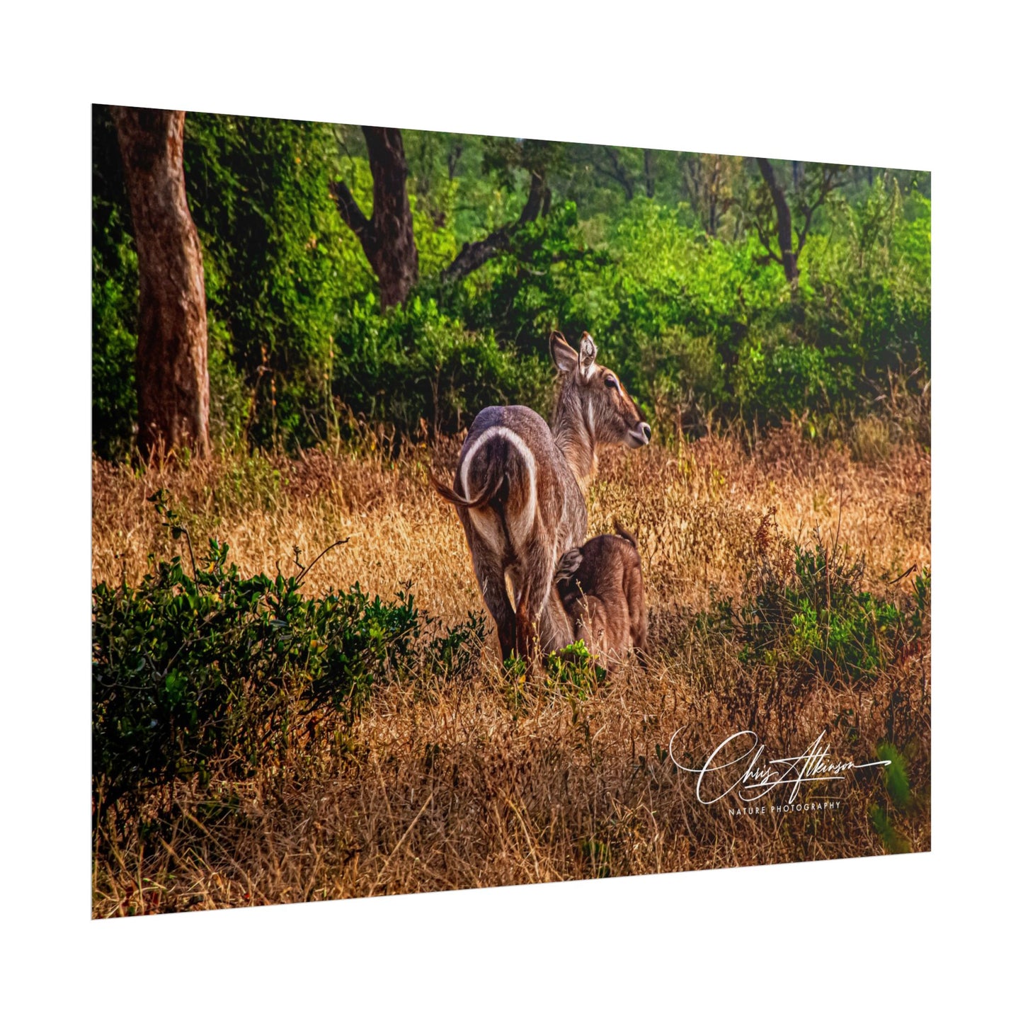 Rolled Posters - Waterbuck and Baby