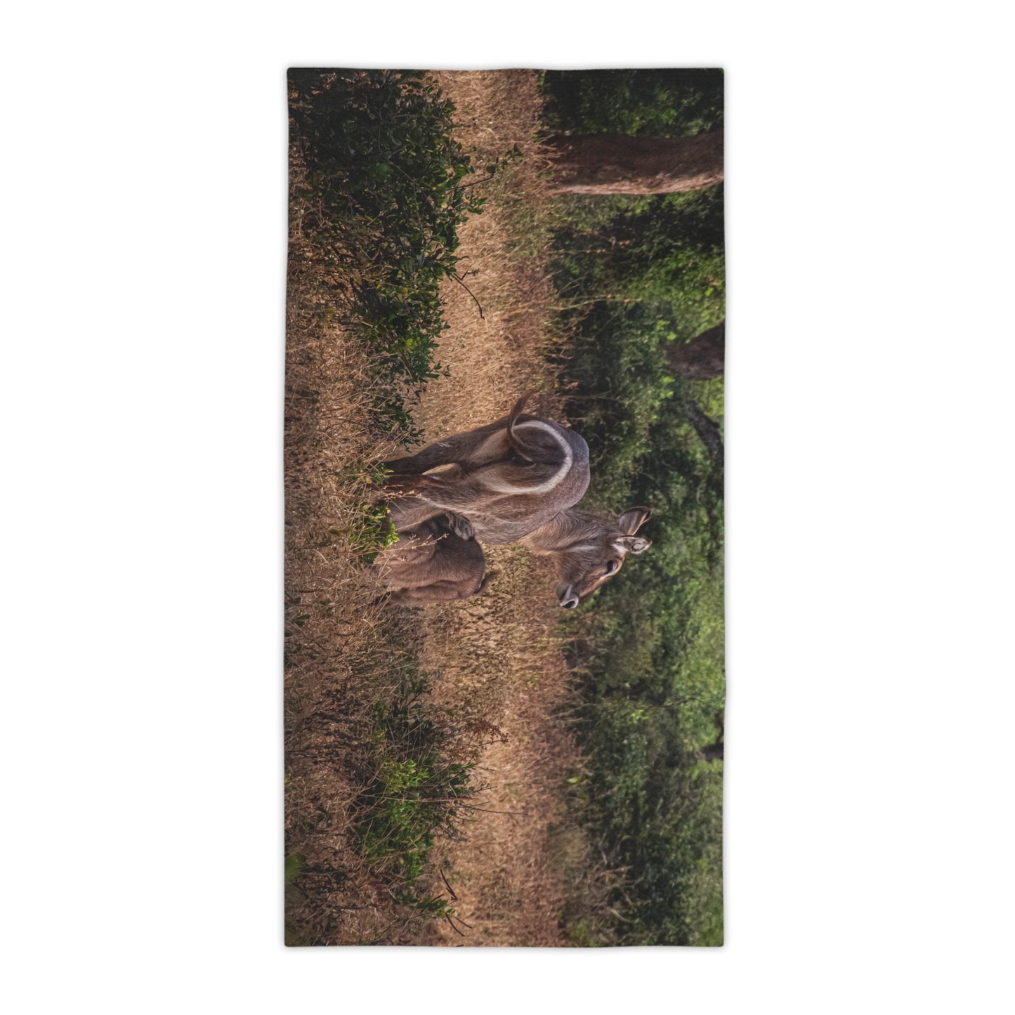 Beach Towels - Waterbuck and Baby