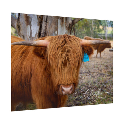 Rolled Posters - Scottish Highland Cattle