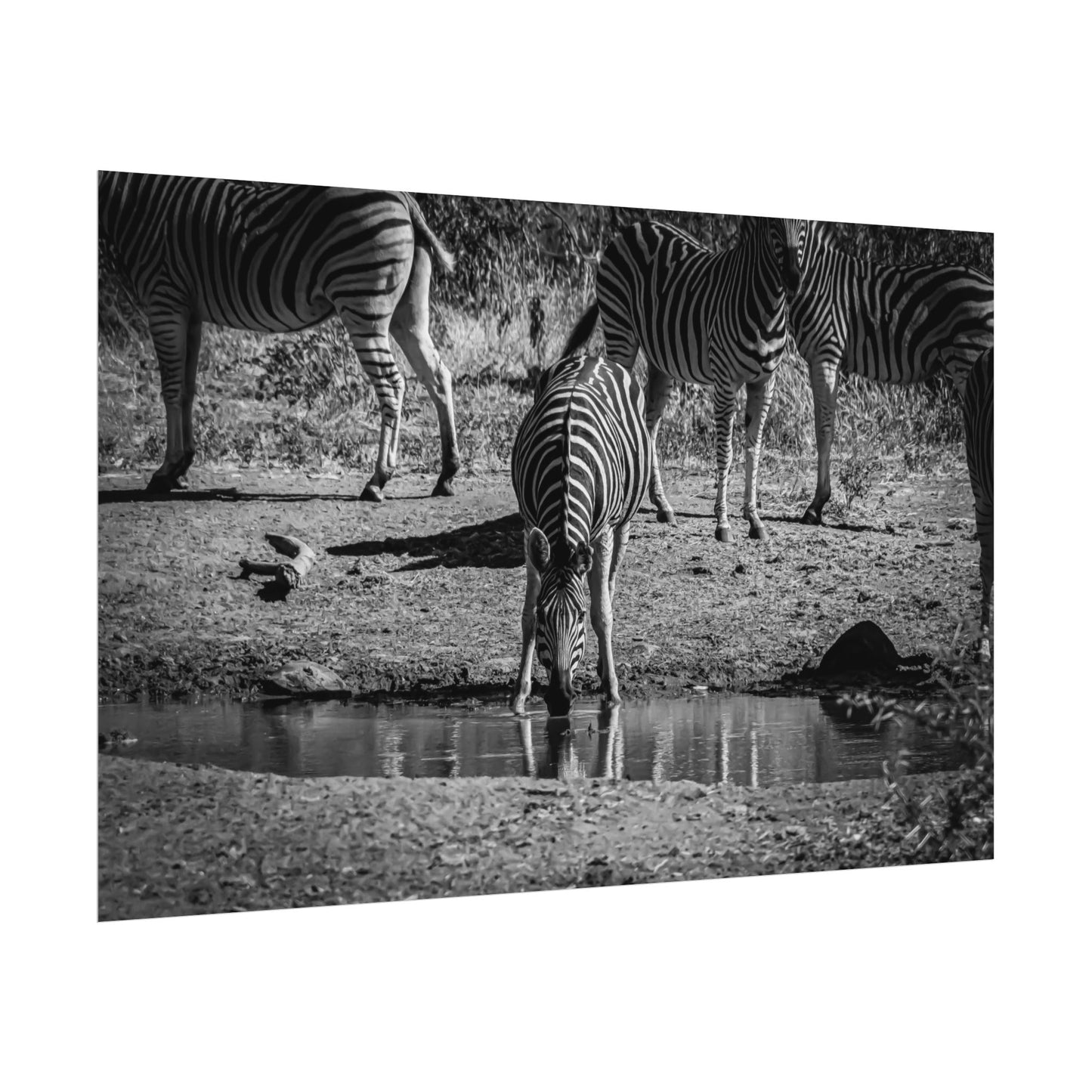 Rolled Posters - Zebra at Waterhole B&W