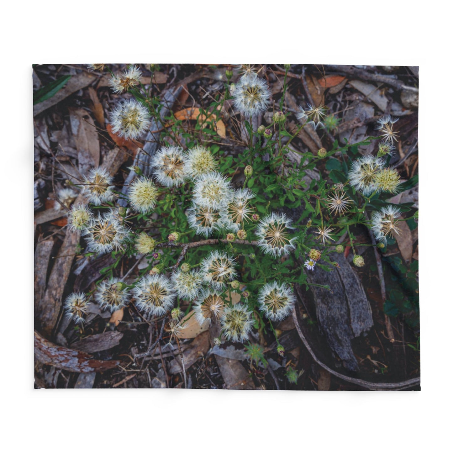 Arctic Fleece Blanket - Australian Wildflower Collection