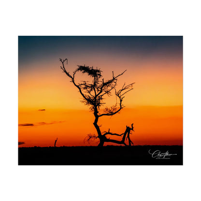 Rolled Posters - Sunset over the Kalahari