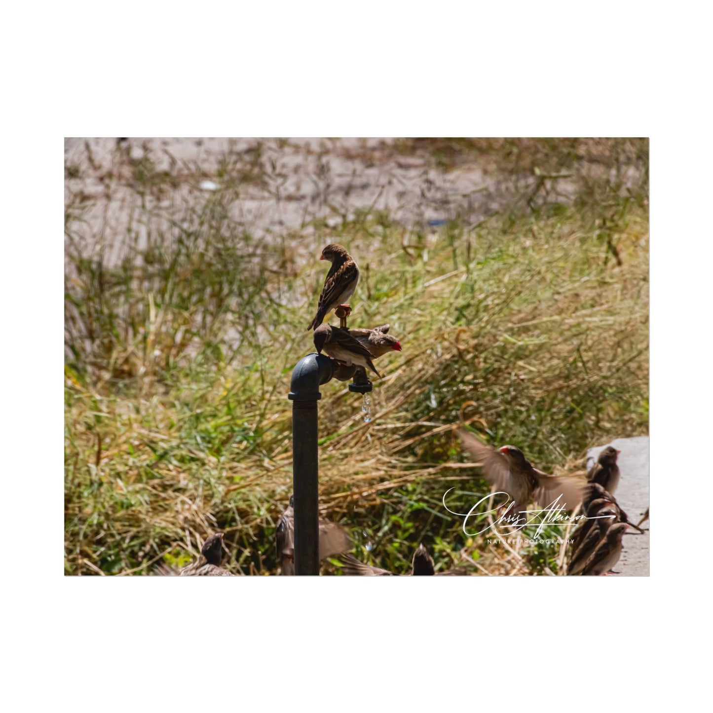 Rolled Posters - Birds and Dripping Tap