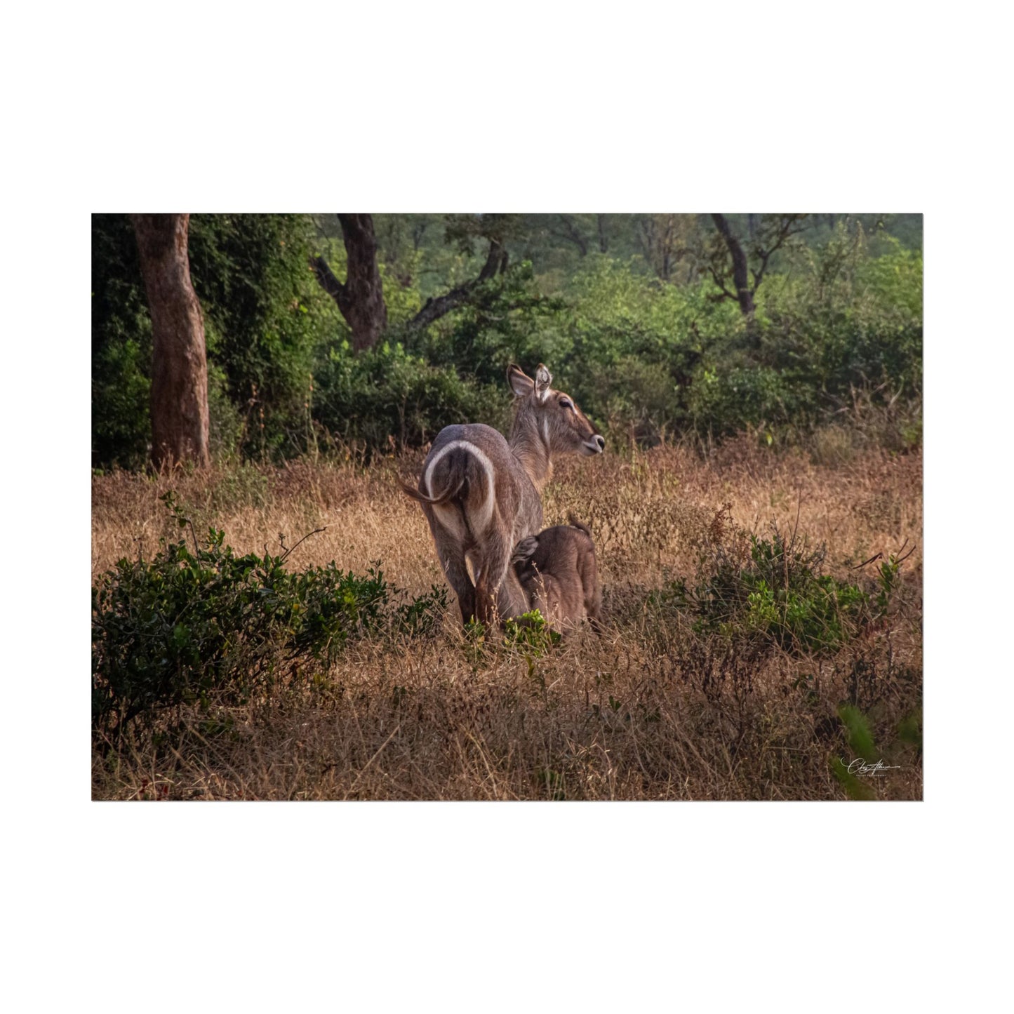 Rolled Posters - Waterbuck and Baby