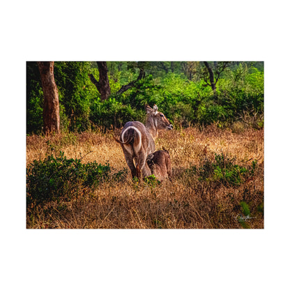 Rolled Posters - Waterbuck and Baby