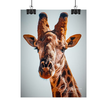 Portrait of Giraffe Poster