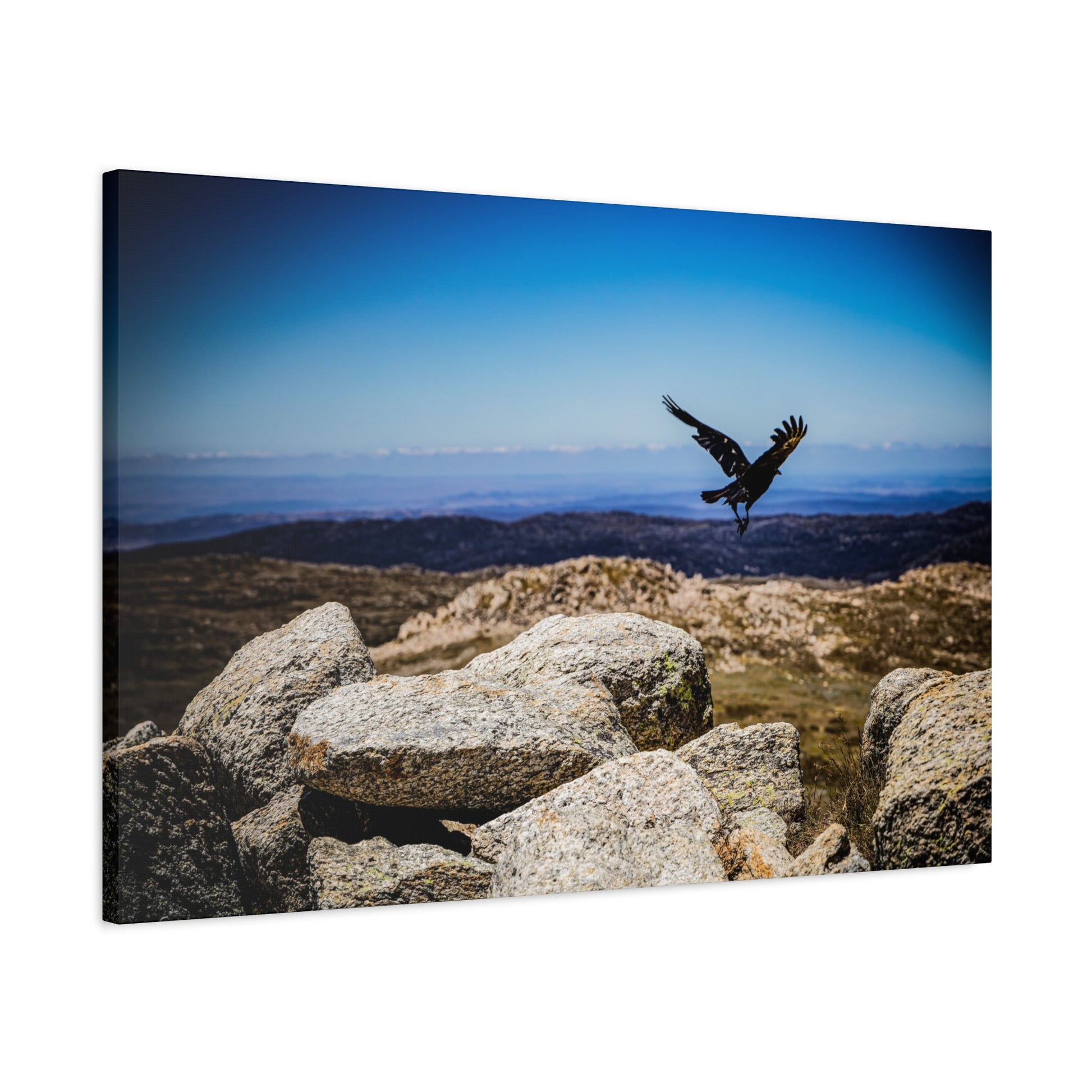 Little Raven Mt Kosciuszko Canvas Print