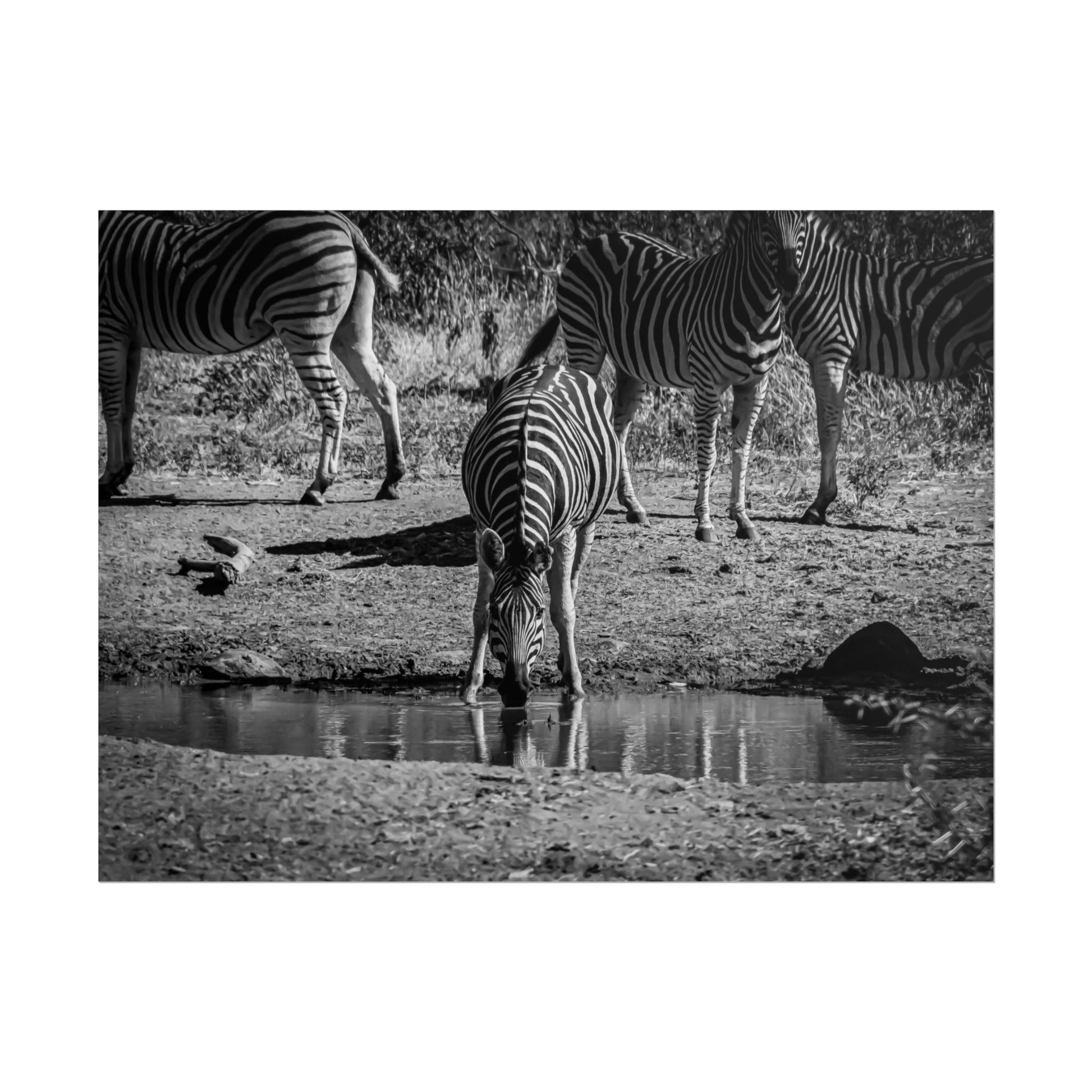 Rolled Posters - Zebra at Waterhole B&W