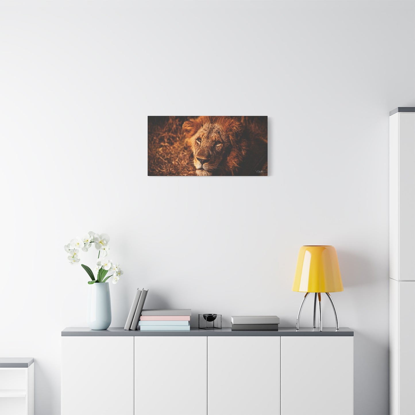 Old Lion Canvas Print