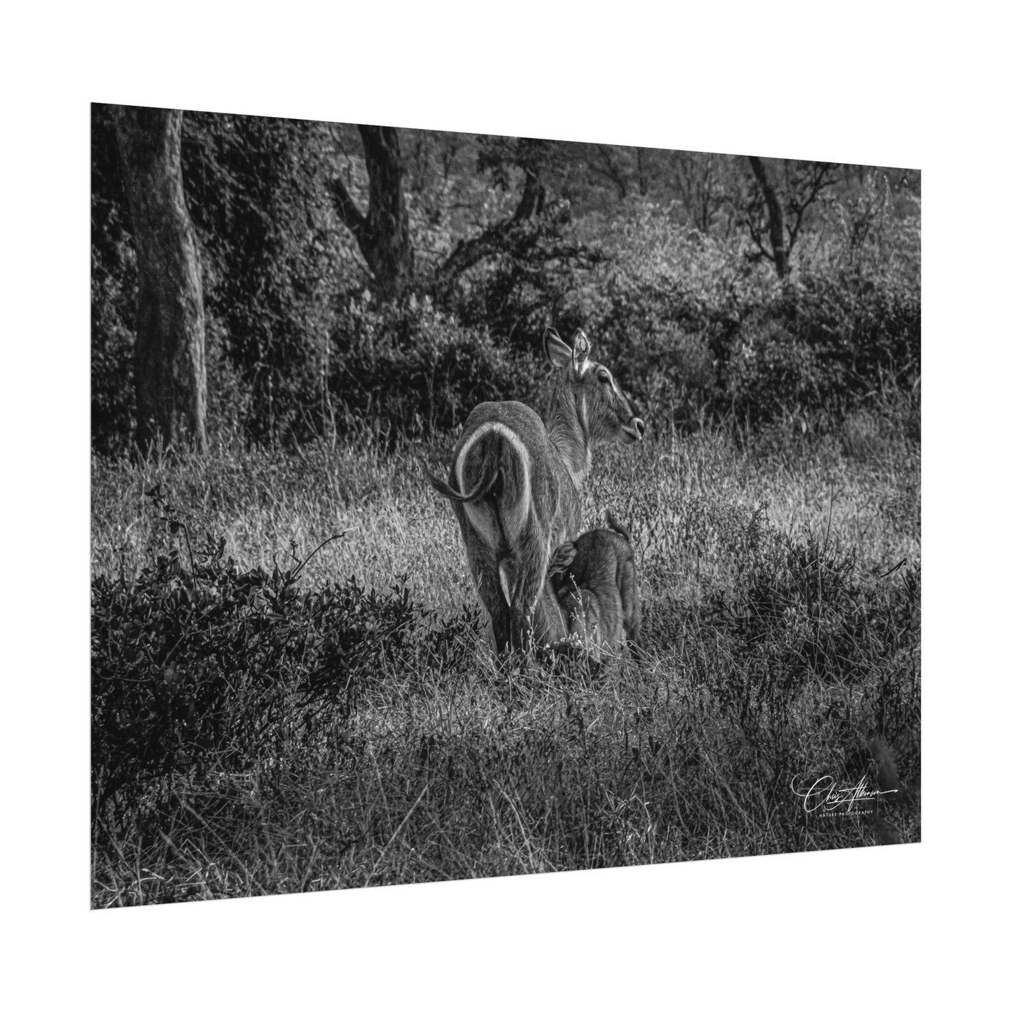 Waterbuck Baby Animal Posters B&W