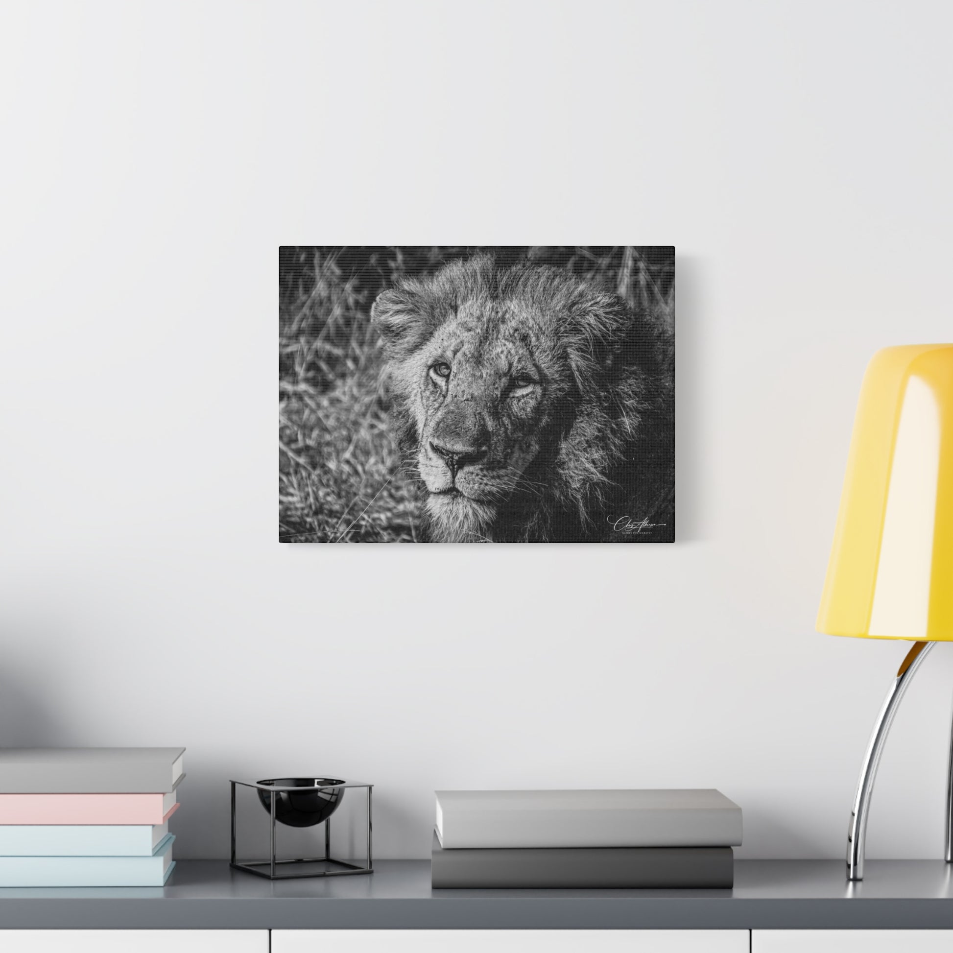 Old Lion Canvas Print B&W