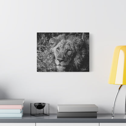 Old Lion Canvas Print B&W