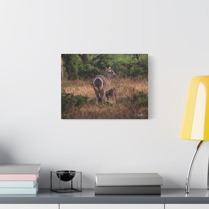 Matte Canvas, Stretched, 1.25" - Waterbuck and Baby