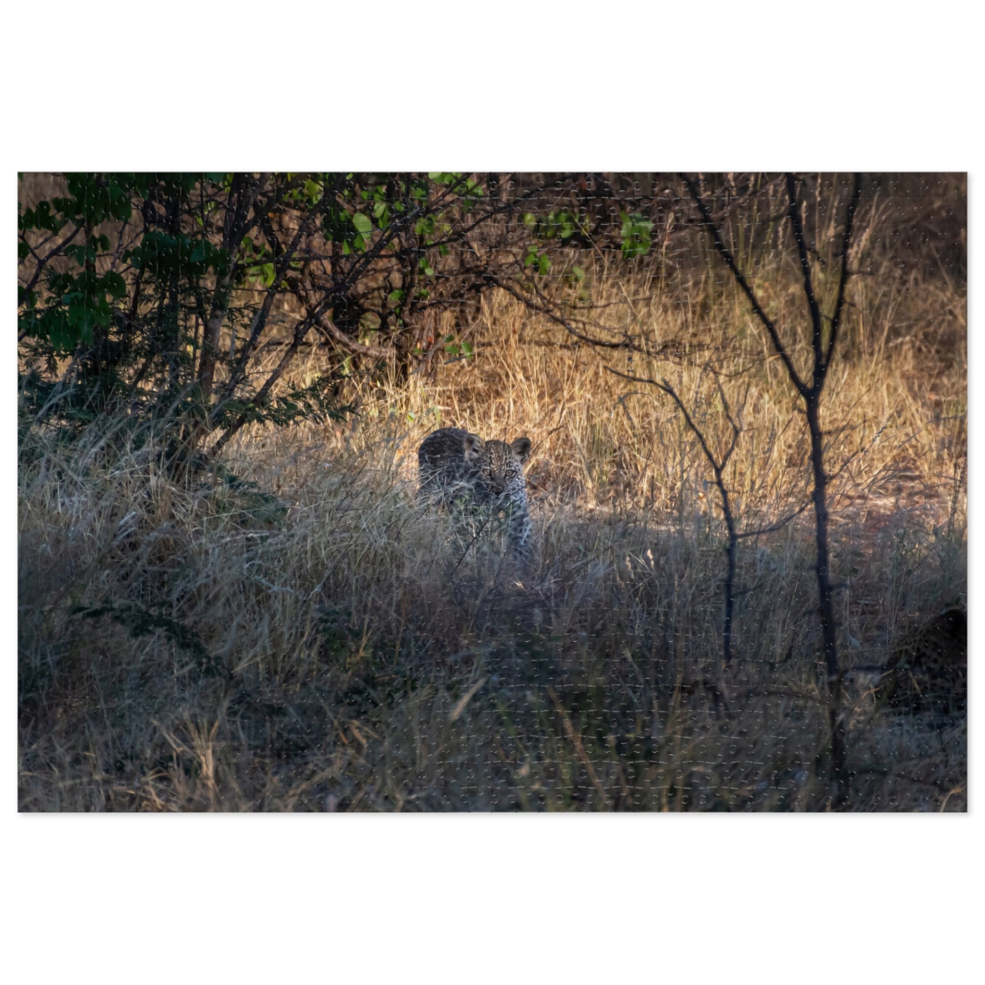 Leopard Cub Photo Jigsaw Puzzle with Tin