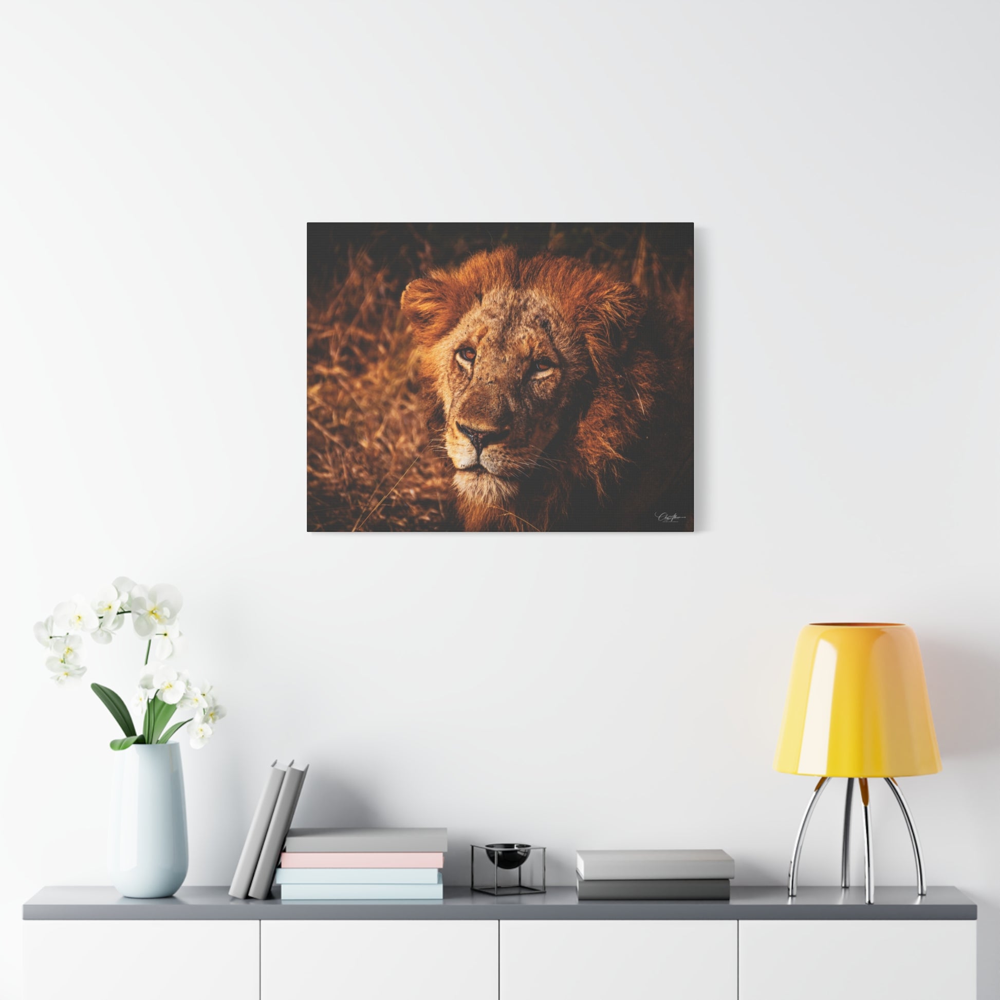 Old Lion Canvas Print