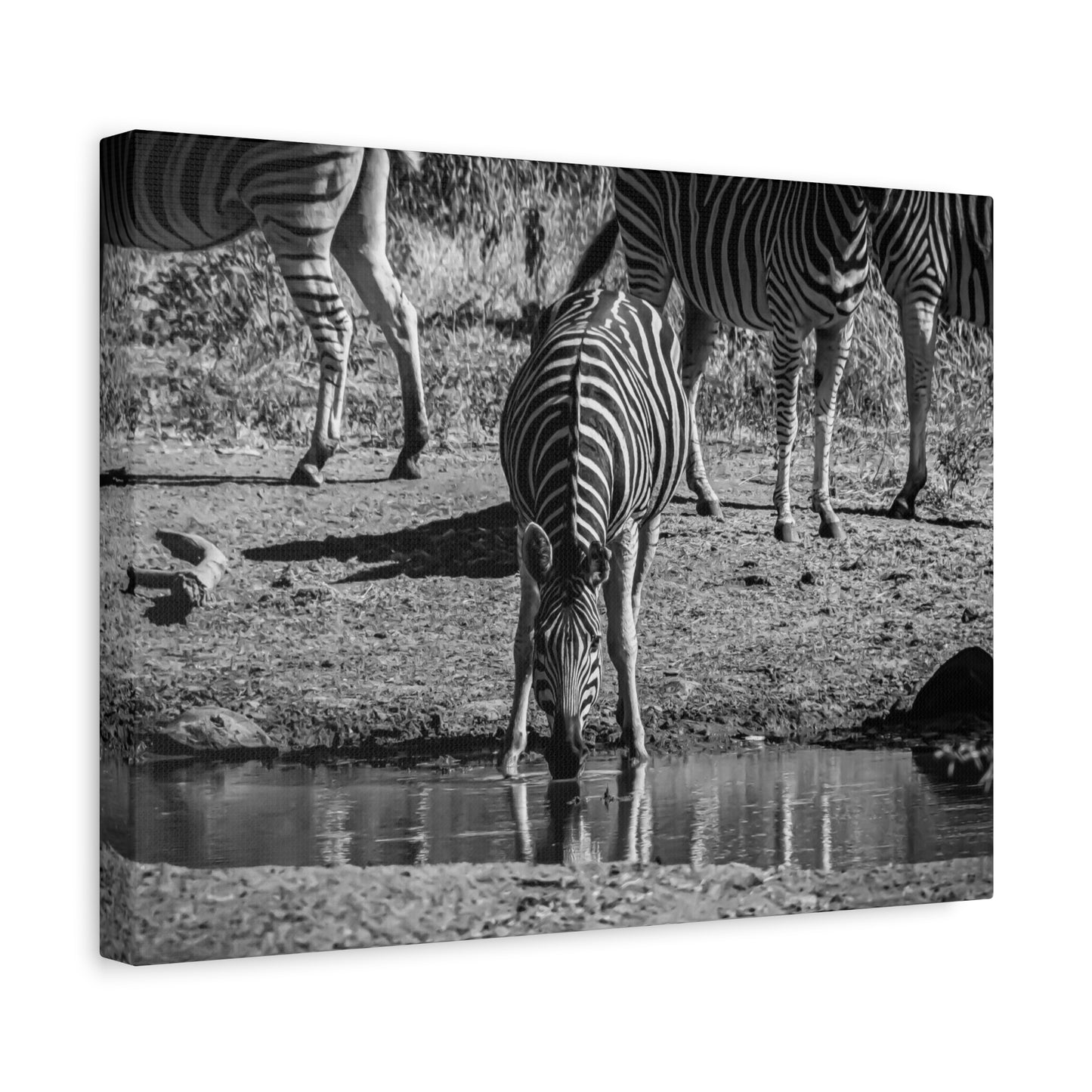 Zebra Nature Print Canvas Print B&W