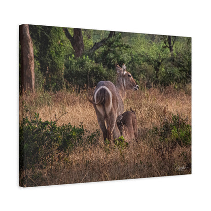 Matte Canvas, Stretched, 1.25" - Waterbuck and Baby