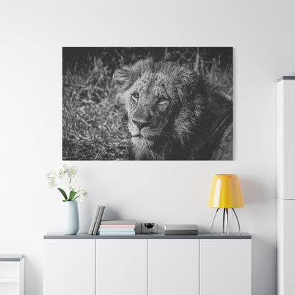 Old Lion Canvas Print B&W