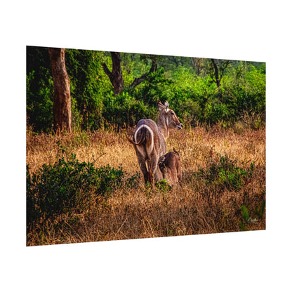 Rolled Posters - Waterbuck and Baby