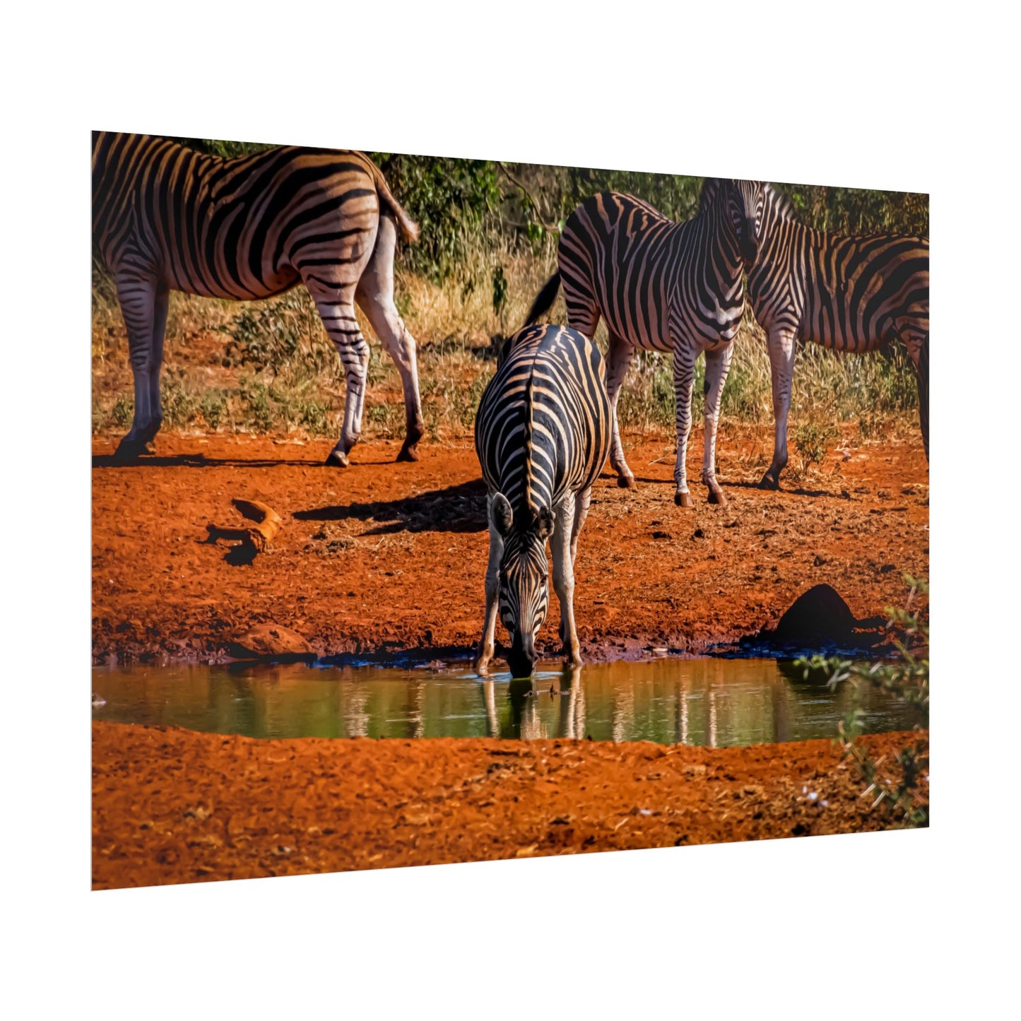 Rolled Posters - Zebra at Waterhole