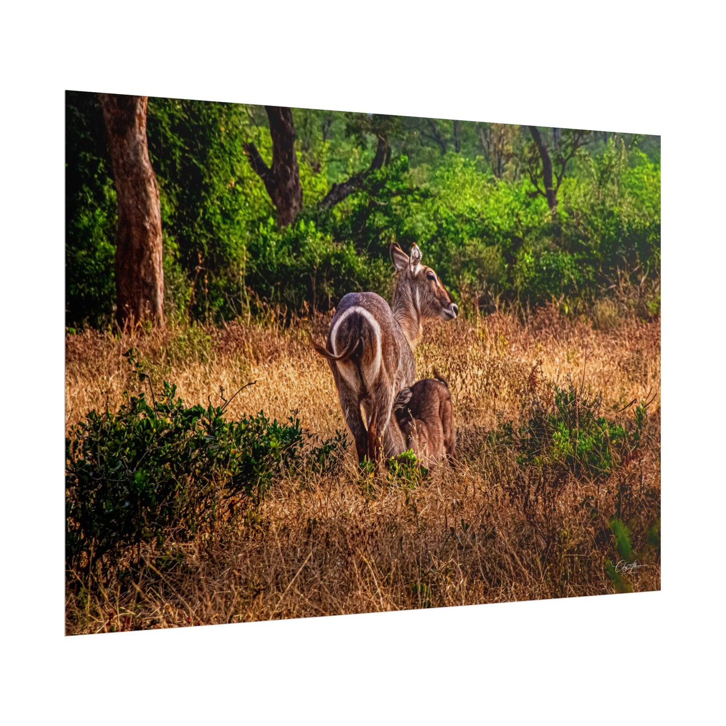 Rolled Posters - Waterbuck and Baby