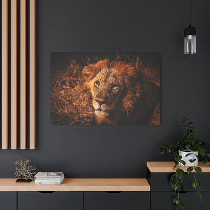 Old Lion Canvas Print