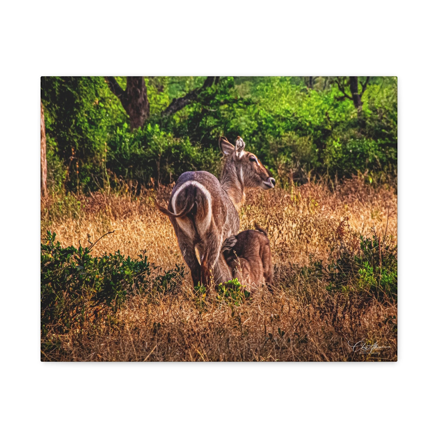 Waterbuck Nature Prints Matte Canvas 20″ x 16″ (Horizontal) 1.25"